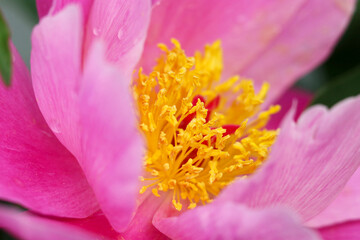 Fototapeta na wymiar Bright pink colored Chinese peony (Seiyo Shakuyaku, Paeonia lactiflora), close up macro texture photography.