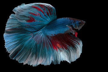 Fototapeta premium Close up of blue red Betta fish. Beautiful movement of Siamese fighting fish, Betta splendens isolated on black background, Studio shot.