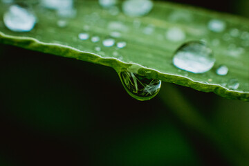 leaf, water