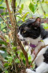 Little cat on a tree