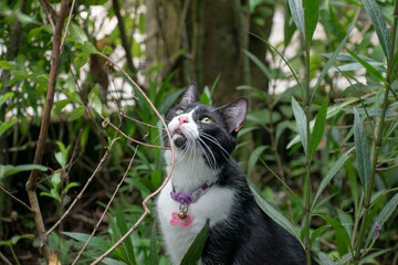Little cat on a tree