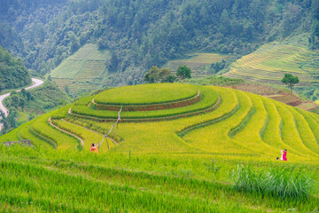 Aerial view of golden rice terraces at Mu cang chai town near Sapa city, north of Vietnam. Beautiful terraced rice field in harvest season in Yen Bai, Vietnam