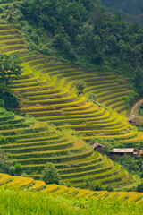 Aerial view of golden rice terraces at Mu cang chai town near Sapa city, north of Vietnam. Beautiful terraced rice field in harvest season in Yen Bai, Vietnam