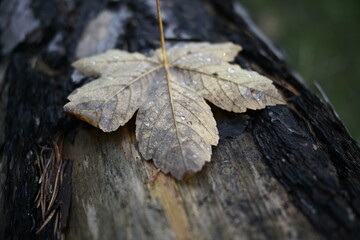 leaf on a tree trunk, nature, autumn