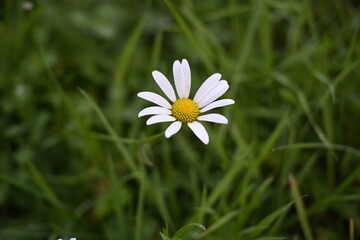 daisy in the grass, nature