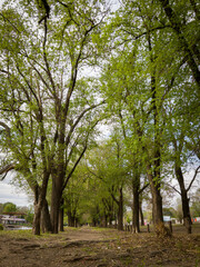 Arboleda en perspectiva. Bosque de olmos en otoño.