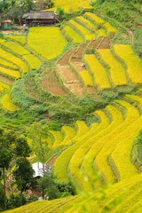 Poster Aerial view of golden rice terraces at Mu cang chai town near Sapa city, north of Vietnam. Beautiful terraced rice field in harvest season in Yen Bai, Vietnam © CravenA