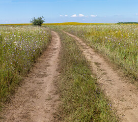 Fototapeta na wymiar summer, dirt road along the forest and fields with sunflowers.