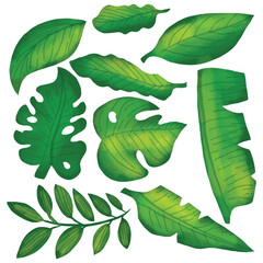 Set of watercolor various green tropical leaf element design