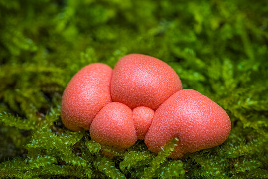 Lycogala epidendrum, commonly known as wolf's milk, groening's slime is a cosmopolitan species of myxogastrid amoeba which is often mistaken for a fungus