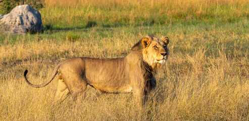 Male African lion on patrol on the African savannah