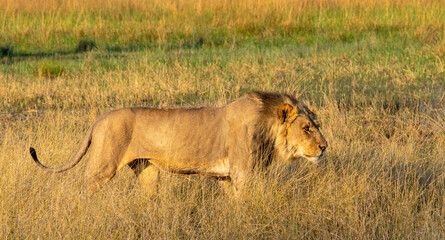 Male African lion on patrol on the African savannah