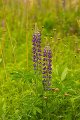 Lupine flowers in the Belding Wildlife Management Area in Connecticut.