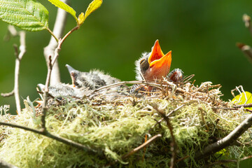 Baby eastern kingbird in a nest with beak wide open. © duke2015