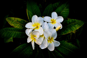 Plumeria Frangipani Flower 