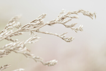 Beautiful beige neutral colors dried romantic lovely flowers branches wallpaper macro