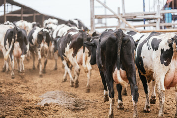 Backside of a group of cows leaving the stable in a muddy farmhouse