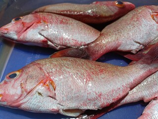 red snapper fish in a basin for sale in the traditional market