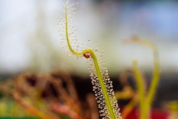 Mosquito insects caught by Drosera Indica. Leaf of Sundew. Sundew (Drosera) lives on swamps insects sticky leaves.