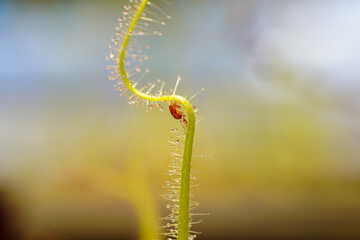Mosquito insects caught by Drosera Indica. Leaf of Sundew. Sundew (Drosera) lives on swamps insects sticky leaves.