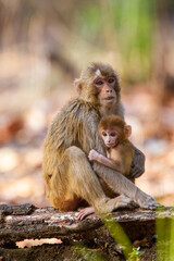 Rhesus Macaque playing on a log in the forests of Bandhavgarh, India