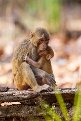 Rhesus Macaque playing on a log in the forests of Bandhavgarh, India