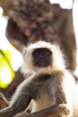Hanuman Langur mom and her young resting in the forests of Bandhavgarh, India