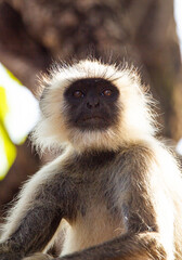 Hanuman Langur mom and her young resting in the forests of Bandhavgarh, India