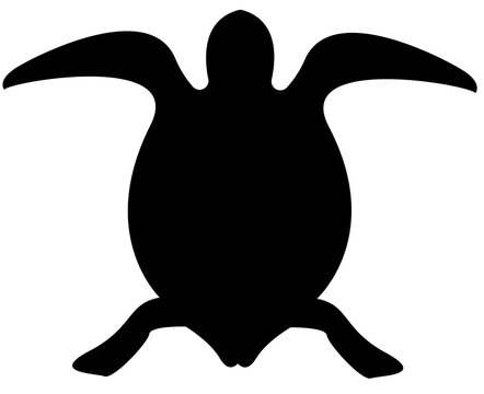 Turtle PNG image.