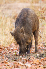 Indian Wild pig or India Boar walking down to a waterhole for a drink in Bandhavgarh, India