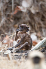 Fototapeta na wymiar Hanuman Langur mom and her young resting in the forests of Bandhavgarh, India
