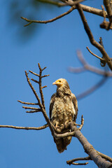 Egyptian vulture sitting on a tree overlooking Bandhavgarh in India
