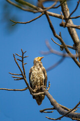 Egyptian vulture sitting on a tree overlooking Bandhavgarh in India