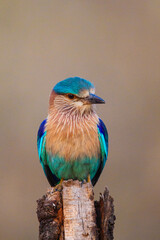 Indian Roller perched on a tree stump hunting insects in Bandhavgarh, India