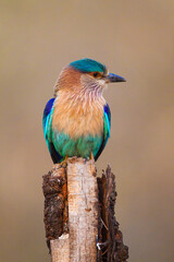 Indian Roller perched on a tree stump hunting insects in Bandhavgarh, India