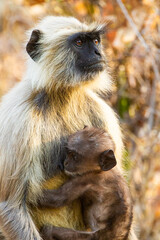 Hanuman Langur mom and her young resting in the forests of Bandhavgarh, India