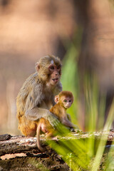 Rhesus Macaque playing on a log in the forests of Bandhavgarh, India
