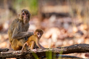 Rhesus Macaque playing on a log in the forests of Bandhavgarh, India
