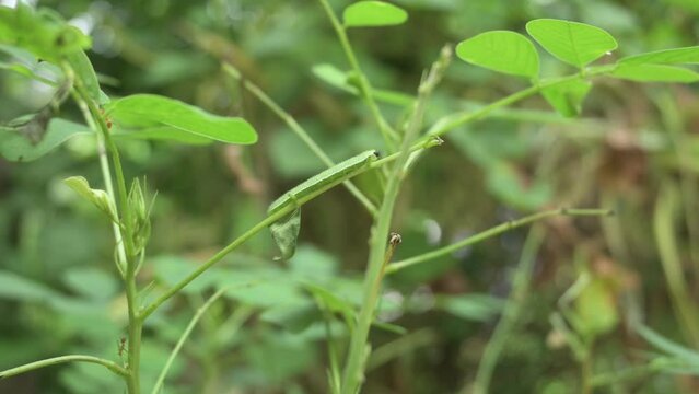 A grass yellow caterpillar deflates poop like a pellet, the caterpillar sits on a stem of Cassia Tora leaflet.