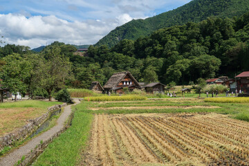 岐阜県の白川郷の古民家と稲作