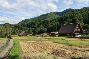Fototapeta na wymiar 岐阜県の白川郷の古民家と稲作