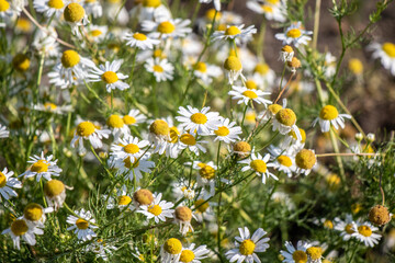 Obraz na płótnie Canvas White chamomile flowers in nature field.