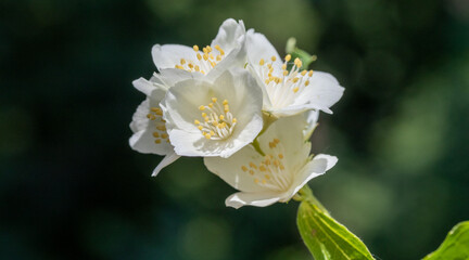 White apple tree flowers, close-up, blurred background of nature.