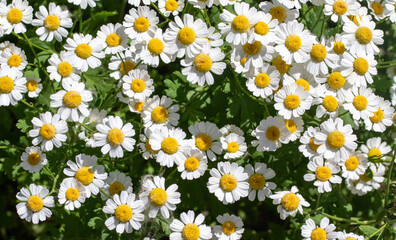 White chamomile flowers in nature field.
