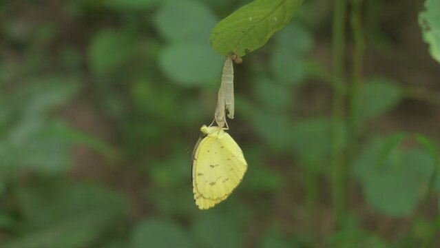 Close-up of a newly hatched grass yellow butterfly holding its cocoon that hangs under the tip of a Cassia Tora leaf.