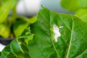 Close-up photo of hydroponic vegetable leaves infected with fleas and mites. Insect pests that eat damaged vegetables
