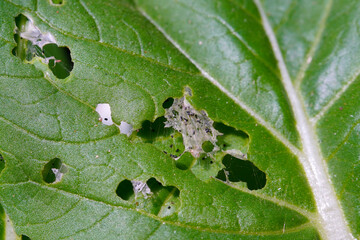 Macro photo of hydroponic vegetable leaves infected with lice and mites. Mustard leaves are hollow...