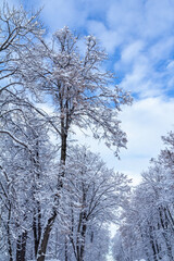 Fototapeta na wymiar Trees covered with snow on sunny day
