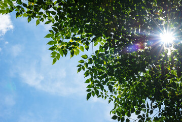 Fototapeta na wymiar Green leaves with sun, blue sky with cloud