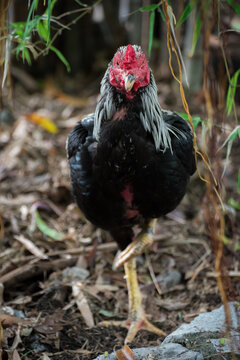 Close up Cock fighting in Thailand, Thai Fighting Cock.